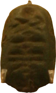 蟻鼻銭